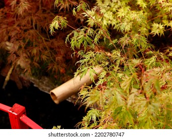 Close Up Of Acer Palmatum Seiryu Seen In A Japanese Garden Style Garden With Small Details Of A Bamboo Water Pipe, A Red Bridge And A Pond.