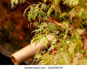 Close Up Of Acer Palmatum Seiryu Seen In A Japanese Garden Style Garden With Small Details Of A Bamboo Water Pipe, A Red Bridge And A Pond.