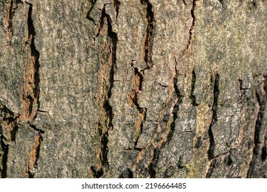 Close Up Acer Rubrum Bark Tree