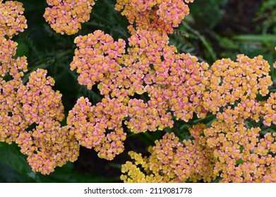 Close Up Of Achillea Inca Gold Flowers Seen Outdoors.