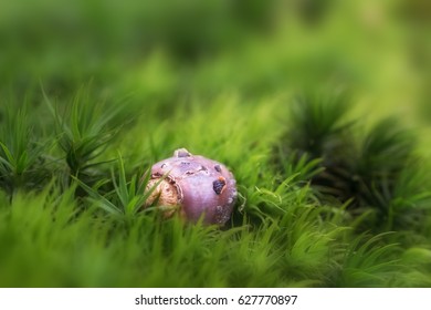 close up of acorn