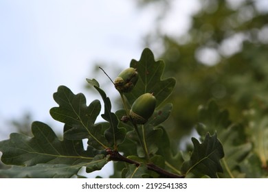 Close Up Of Acorns, Småland Sweden