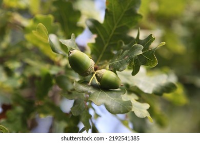 Close Up Of Acorns, Småland Sweden