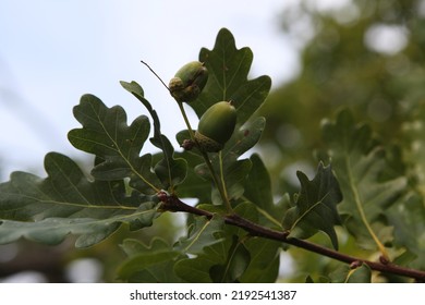 Close Up Of Acorns, Småland Sweden