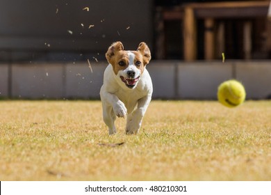 music video where a dog is chasing a bouncing red ball