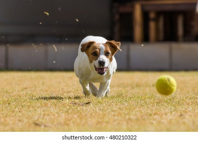 Dog Chasing Ball Images, Stock Photos & Vectors | Shutterstock