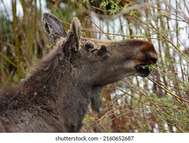  Close Up Of Adolescent Moose Grazing In The Willows During A Late Spring Snowstorm In Rocky Mountain National Park Near Estes Park, Colorado