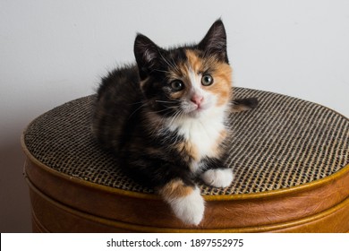 Close up of adorable 8 week old calico kitten. Tri colour baby cat with orange, black, and white coat. Female 2 month old rescue kitty ready to be adopted. Tortoise shell coat pattern. - Powered by Shutterstock