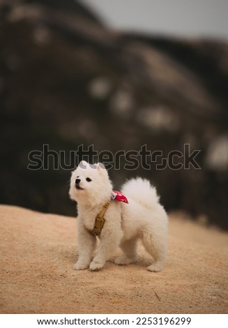 close up of an adorable barking fluffy white pomeranian puppy dog exploring the outdoors on an overcast day