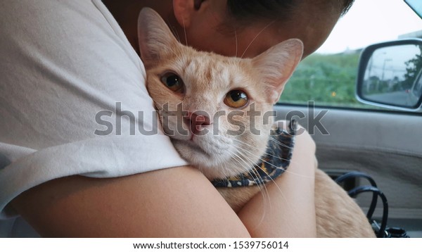 close up adorable bright orange cat face when\
owner holding and hugging him.a cute young cat wearing fabric\
collar inside the car without carrier when travel with owner on\
summer.Cat adoption\
concept.