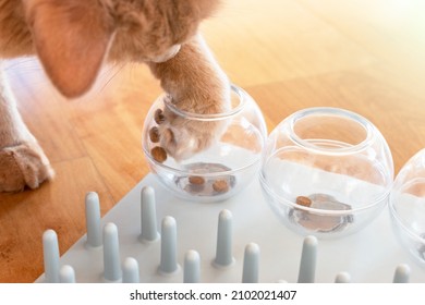 Close Up Of An Adorable Cat Trying To Catch A Crunch. Funny Kitty Playing With Treats. Cat With A Challenging Toys For Feline. Stimulating Treats Games For Kitten. 