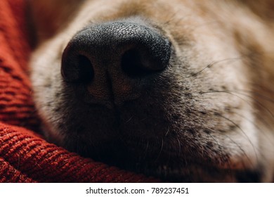 Close up of an adorable dog's snout.