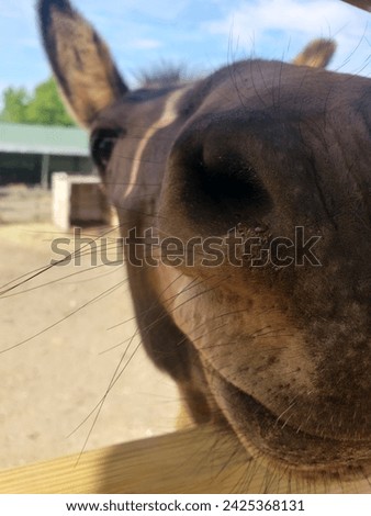 close up of an adorable donkey face