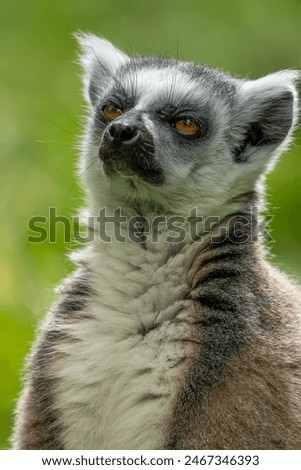 close up adorable face portrait of a ringtailed lemur sunbathing green blurr background