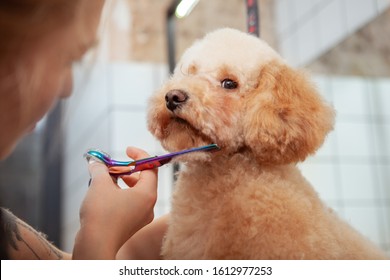 miniature poodle cuts photos