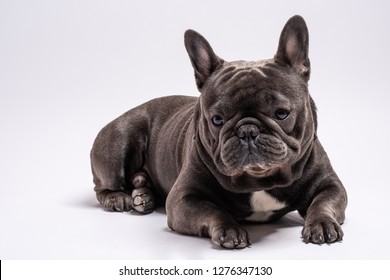 Close Gray French Bulldog Shot His Stock Photo 1276347136 | Shutterstock
