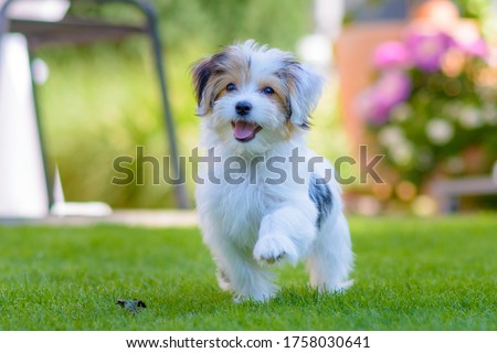 Close up of an adorable, happy puppy caught in motion while running on vibrant green grass in summer.