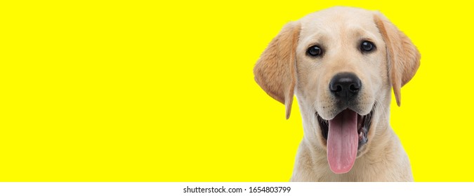 Labrador Face Images Stock Photos Vectors Shutterstock