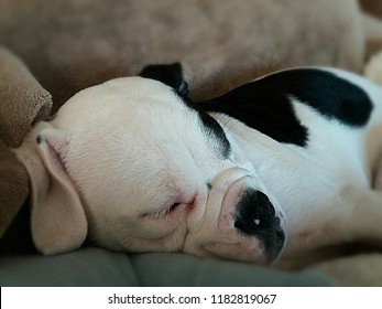 Close Up Of An Adorable Puppy Bulldog Asleep. Cute Squashed Nose. 