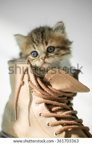 Close up Adorable tabby kitten in a boot with sunlight