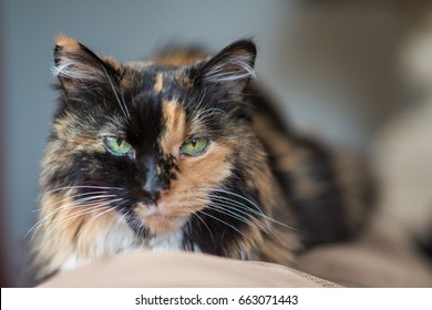 5 849件の 黒猫 長毛 の写真素材 画像 写真 Shutterstock