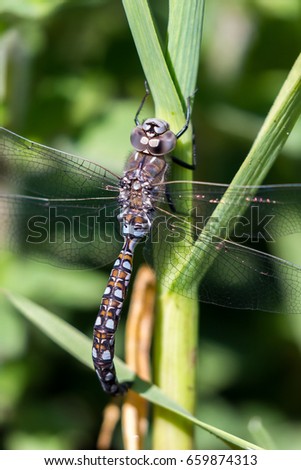 Similar – Close-up of a dragonfly sitting on a poppy seed capsule