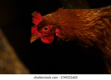 Close Up Of Adult Chicken In Coop At Night.