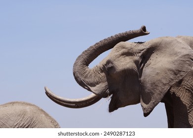 Close up of Adult Elephant with large tusks in the Kenyan desert, elephant is eating but looks like it could be shouting - Powered by Shutterstock