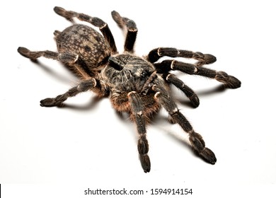 383 South african spiders Images, Stock Photos & Vectors | Shutterstock