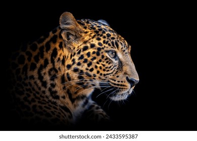 Close up adult leopard portrait. Animal on dark background - Powered by Shutterstock