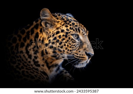 Close up adult leopard portrait. Animal on dark background
