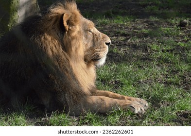 A close up of an adult male Lion lay in side profile on Grass, with his Eyes open and his front Legs and Paws in front of him, sunbathing and looking majestic..  - Powered by Shutterstock