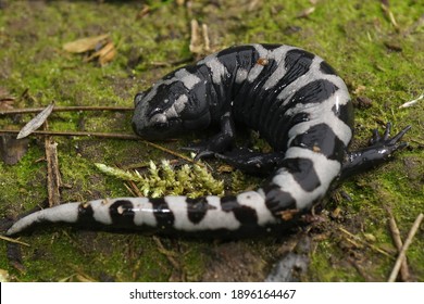 Close Up Of An Adult Male Of The Marbled Mole Salamander, Ambystoma Opacum On Green Moss