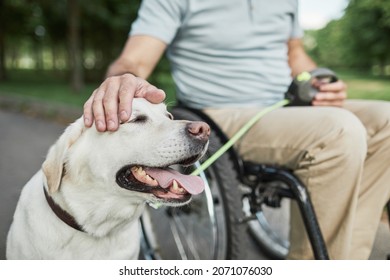 Close up of adult man in wheelchair petting dog in park outdoors, copy space - Powered by Shutterstock