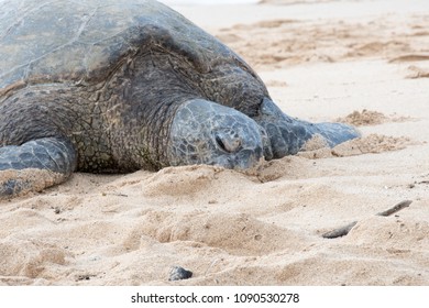 Close Adult Sea Turtle On Beach Stock Photo 1090530278 | Shutterstock