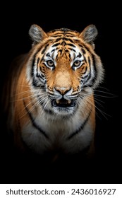Close up adult tiger portrait. Animal on dark background