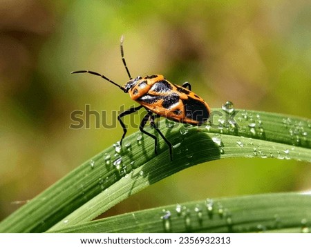 Similar – willow leaf beetle Nature