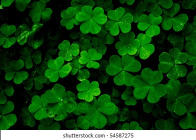 Close up aerial view of a patch of green clovers with  wet water dew drops.