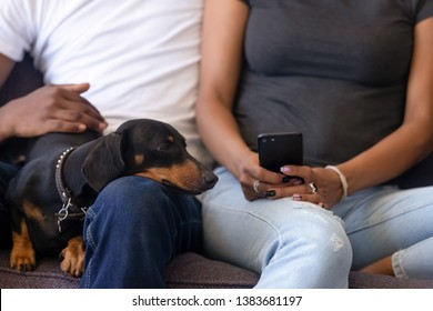 Close Up Of African American Couple Relax On Couch With Dackel Dog, Using Smartphone Watching Video Together, Black Family With Pet Spend Time Resting On Cozy Sofa, Shopping Online On Cellphone