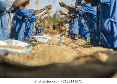 Close up of African American workers sorting out coffee beans in coffee farm