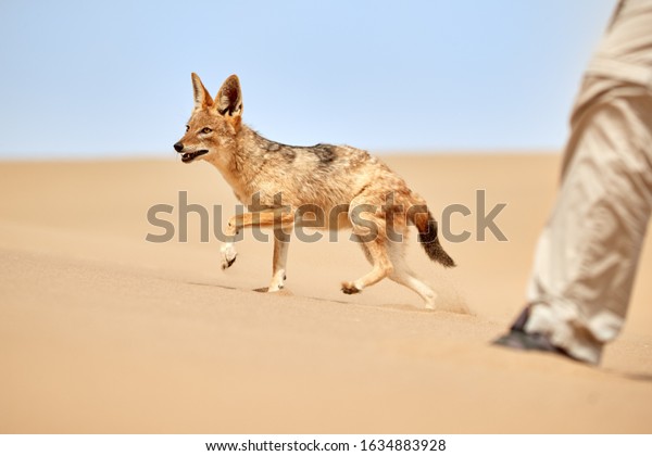 Close up african animal, black-backed jackal,\
Canis mesomelas, walking on yellow sand dune next to humans. Low\
angle, African nature photography theme, traveling desert Dorob,\
Namibia, Africa.