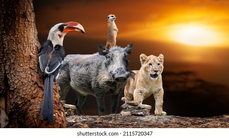 94 Timon Lion King Images, Stock Photos & Vectors | Shutterstock