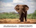 Close up of the African Bush Elephant in the grassland on a sunny day.