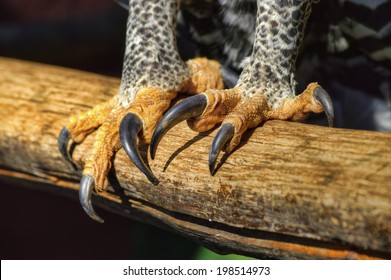 Close Up Of African Crowned Eagle Talons