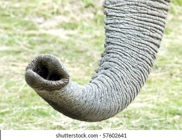 Close Up Of African Elephant Trunk