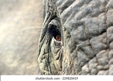 A close up of an African elephants eye and texture of the skin.
