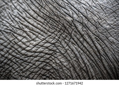 Close up of an African elephants Skin texture - Greater Kruger National Park - South Africa