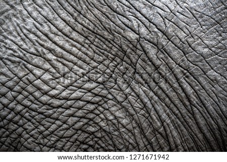 Close up of an African elephants Skin texture - Greater Kruger National Park - South Africa