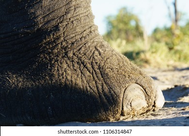 Fsozwtx1qccx1m 足の爪フェチ, follow for long toenails. https www shutterstock com search elephant toenail