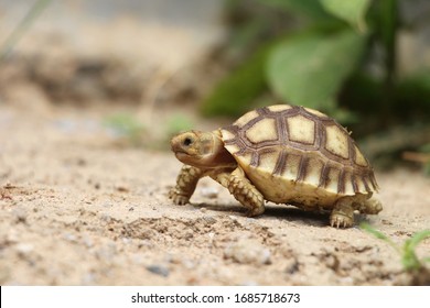 Close up African spurred tortoise resting in the garden, Slow life ,Africa spurred tortoise sunbathe on ground with his protective shell ,Beautiful Tortoise - Shutterstock ID 1685718673